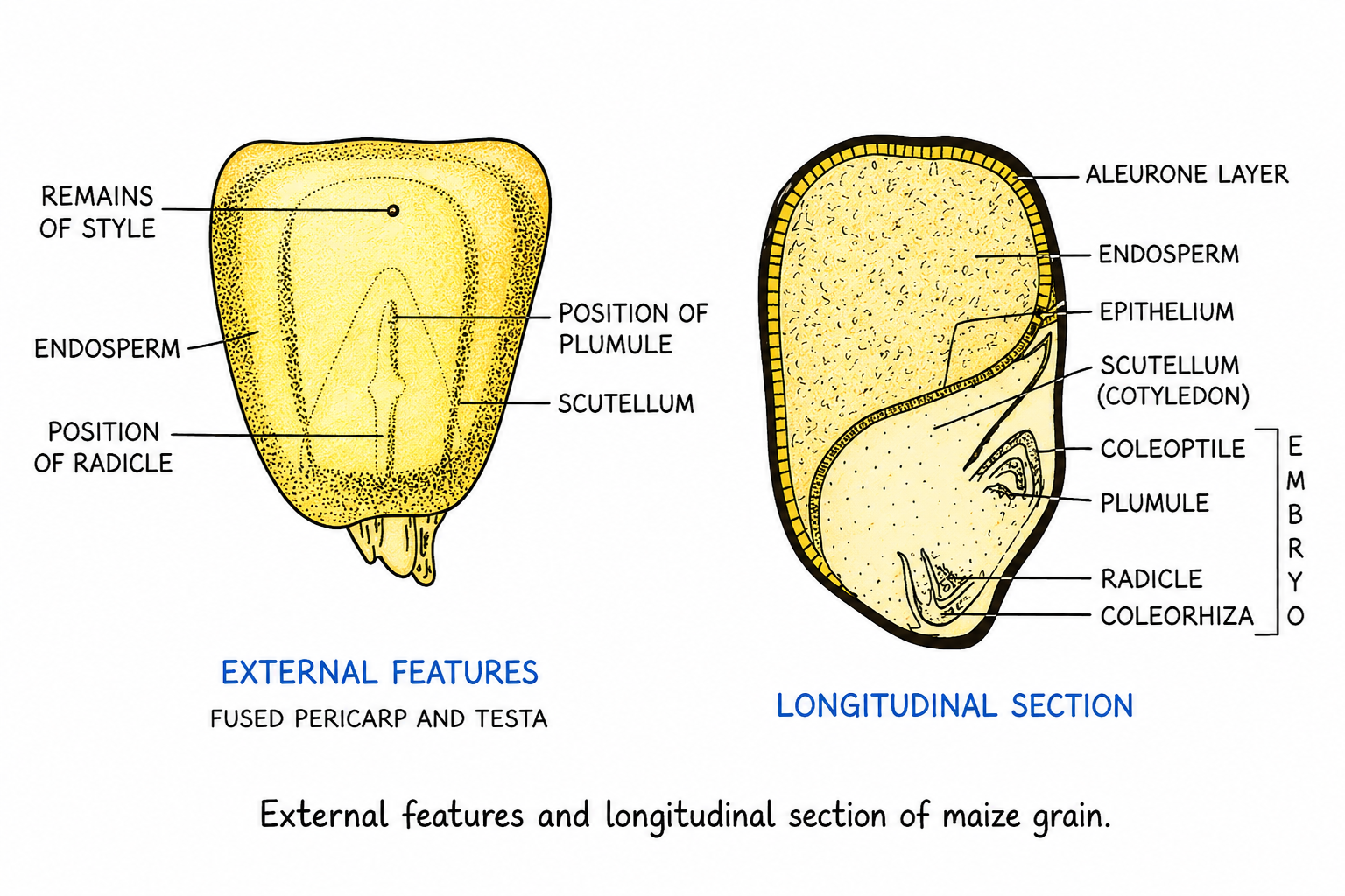 Anatomy of a Bean Seed